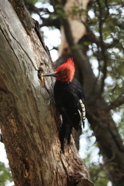 A red head Magellanic Woodpecker clipart