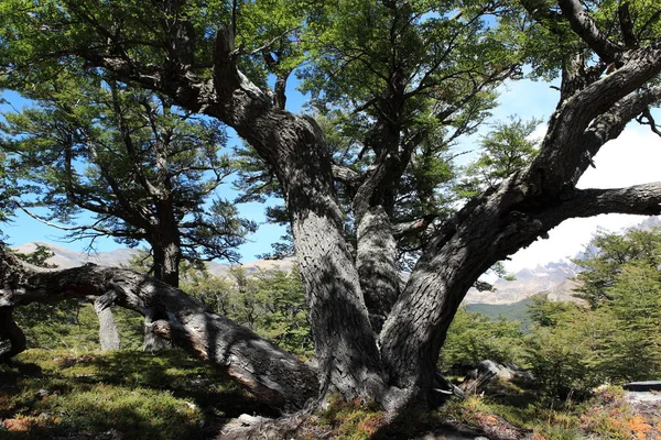 National Park Los Glaciares Chalten — Stock Photo, Image