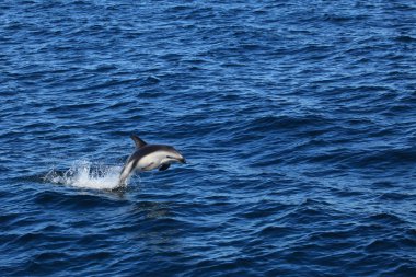 Puerto Madryn Arjantin yunuslara