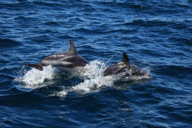 Puerto Madryn Arjantin yunuslara