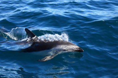 Puerto Madryn Arjantin yunuslara