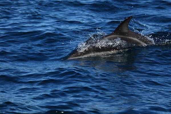 Delfines Puerto Madryn Argentina —  Fotos de Stock