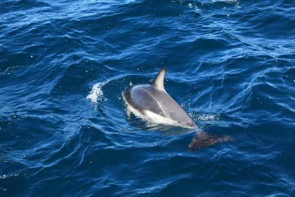 Dolphins Puerto Madryn Argentina — Stock Photo, Image