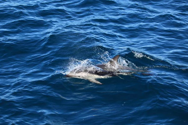 Delfines Puerto Madryn Argentina —  Fotos de Stock