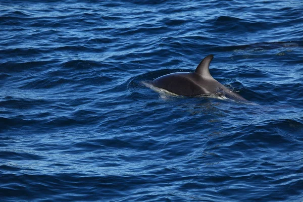 Dolphins Puerto Madryn Argentina — Stock Photo, Image