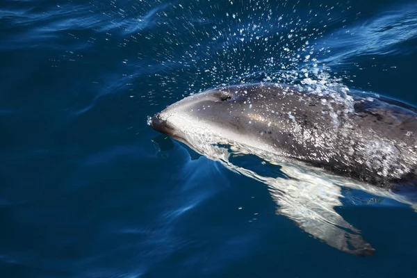Delfinerna Puerto Madryn Argentina — Stockfoto