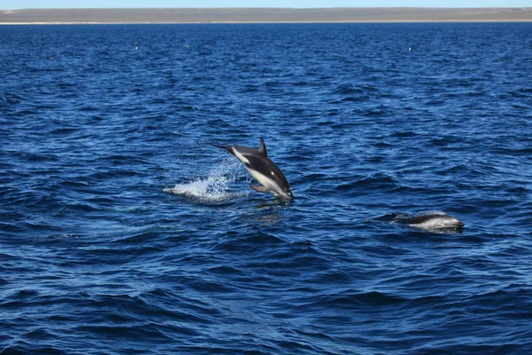 Dolphins Puerto Madryn Argentina — Stock Photo, Image