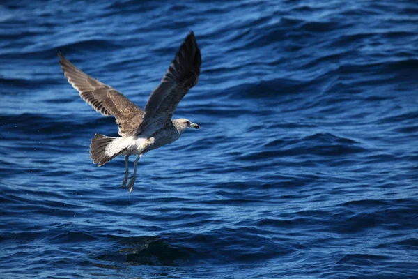 Gaviotas Puerto Madryn Argentina — Foto de Stock