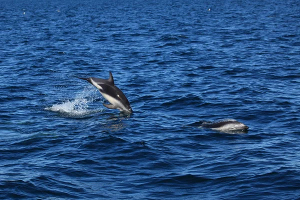 Delfiny Puerto Madryn Argentynie — Zdjęcie stockowe