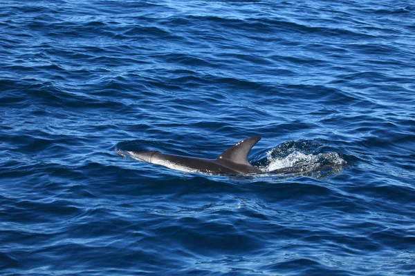 Dolphins Puerto Madryn Argentina — Stock Photo, Image