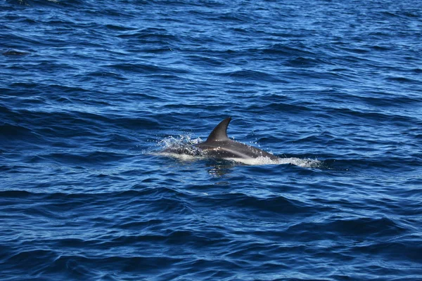 Delfines Puerto Madryn Argentina — Foto de Stock