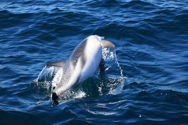 Dolphins Puerto Madryn Argentina — Stock Photo, Image