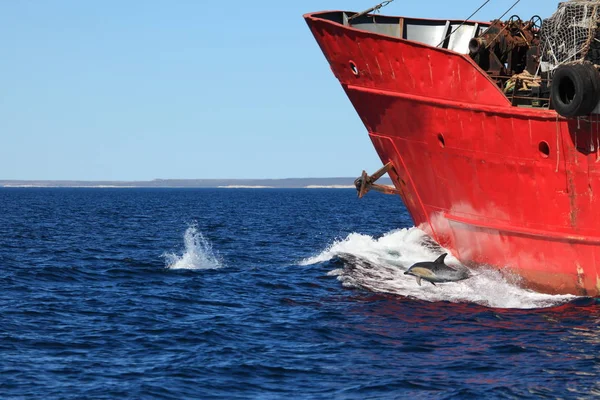 Delfinek Puerto Madryn Argentína — Stock Fotó