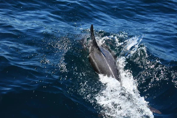 Delfinerna Puerto Madryn Argentina — Stockfoto