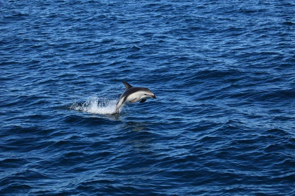 Dolphins Puerto Madryn Argentina — Stock Photo, Image