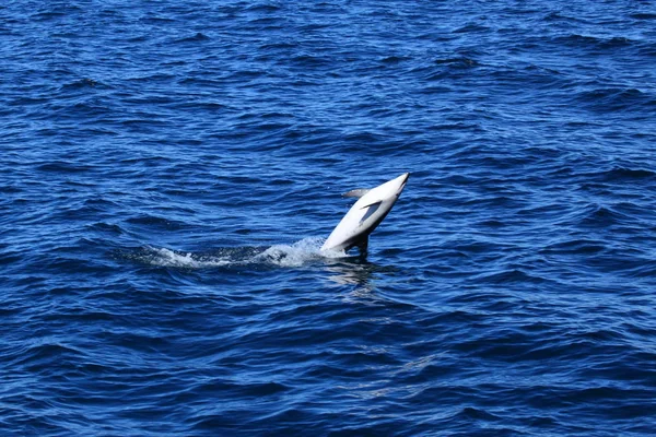 Delfiny Puerto Madryn Argentynie — Zdjęcie stockowe