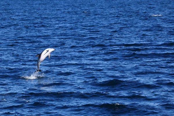 Dolphins Puerto Madryn Argentina — Stock Photo, Image