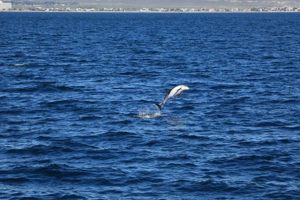 Dauphins Puerto Madryn Argentine — Photo