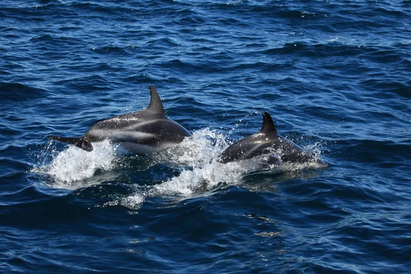 Дельфіни Пуерто Madryn Аргентині — стокове фото