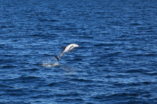 Delfines Puerto Madryn Argentina — Foto de Stock