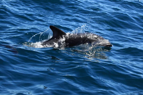 Δελφίνια Πουέρτο Μάδριν Στην Αργεντινή — Φωτογραφία Αρχείου
