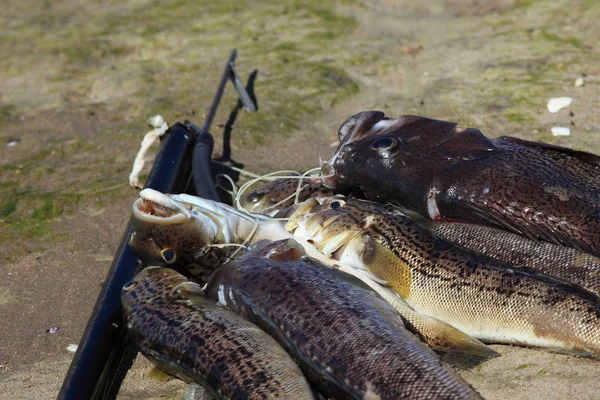 Pesce Fresco Della Giornata — Foto Stock