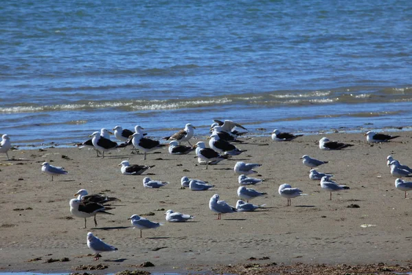 Seagulls Puerto Madryn Argentina — Stock Photo, Image