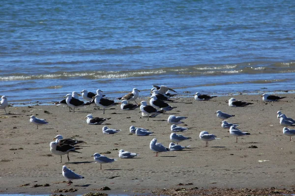 Måger Puerto Madryn Argentina - Stock-foto