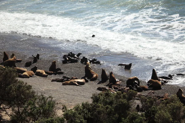 Těsnění Peninsula Valdes Argentině — Stock fotografie