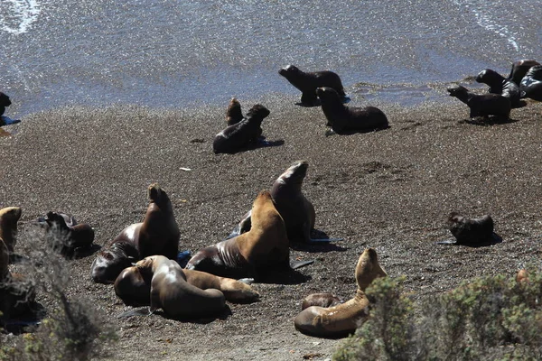 Těsnění Peninsula Valdes Argentině — Stock fotografie