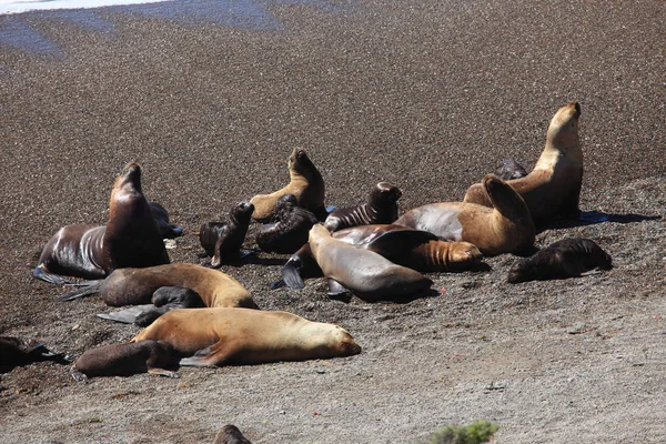 Seals Peninsula Valdes Argentina — Stock Photo, Image
