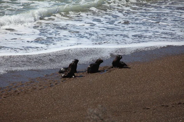 Těsnění Peninsula Valdes Argentině — Stock fotografie