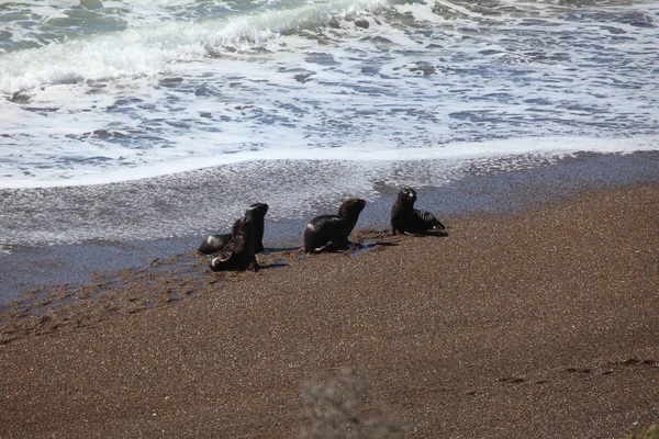 Těsnění Peninsula Valdes Argentině — Stock fotografie