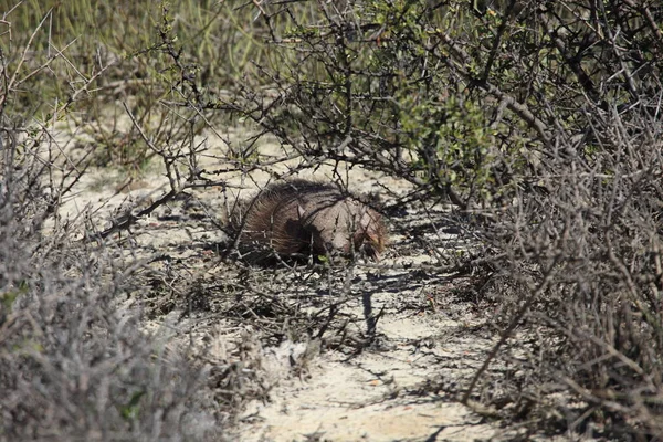 Armadillo Semenanjung Valdes — Stok Foto