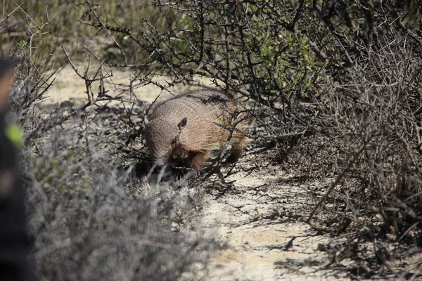 Armadillo Sur Péninsule Valdes — Photo