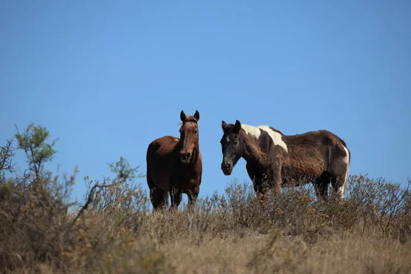阿根廷瓦尔德斯半岛上的野马 — 图库照片