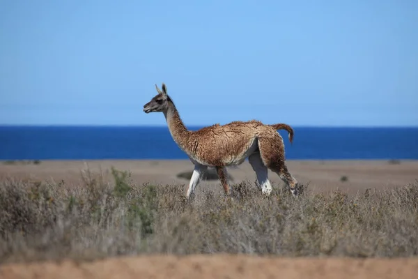 Alpaka Auf Der Halbinsel Valdes Argentinien — Stockfoto