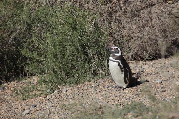 Πιγκουίνοι Της Χερσονήσου Valdes Στην Αργεντινή — Φωτογραφία Αρχείου