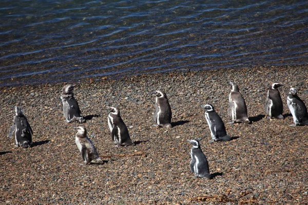 Pinguïns Van Peninsula Valdes Argentinië — Stockfoto