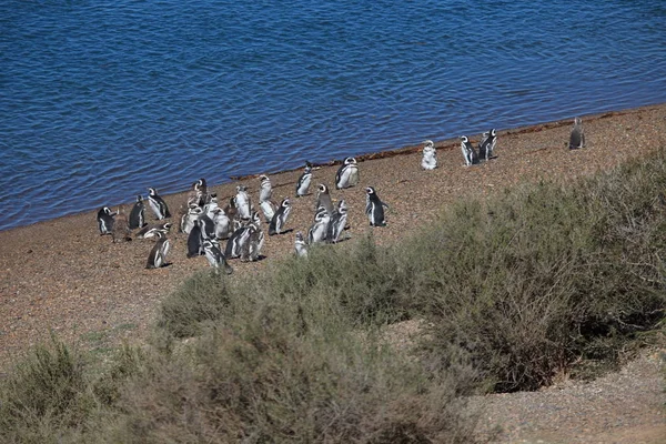 Pingvinerna Halvön Valdes Argentina — Stockfoto