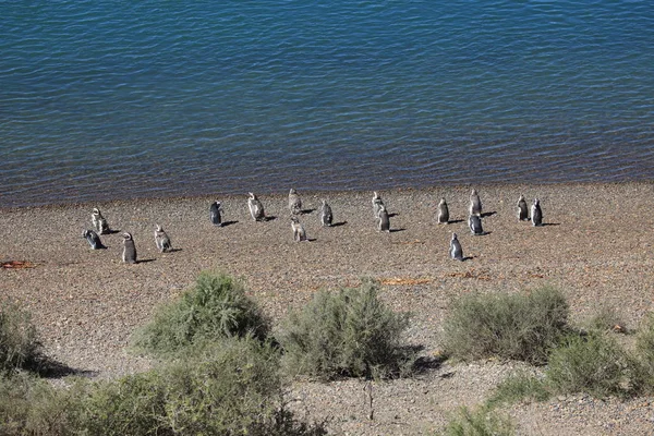 Pingüinos Península Valdés Argentina — Foto de Stock