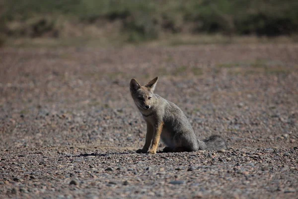 Argentinsk Fox Halvön Valdes — Stockfoto