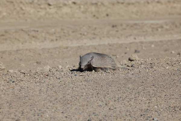 Armadillo Peninsula Valdes — Stock Photo, Image