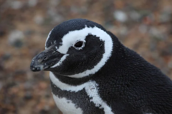 Magellan Penguins Punta Tombo Argentina — Stock Photo, Image