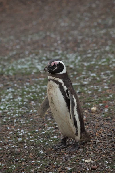 Pinguins Magalhães Punta Tombo Argentina — Fotografia de Stock