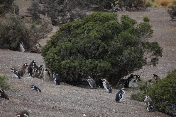 Magellan Pinguïns Van Punta Tombo Argentinië — Stockfoto