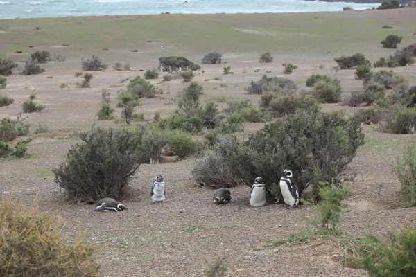 Magellan Pinguïns Van Punta Tombo Argentinië — Stockfoto