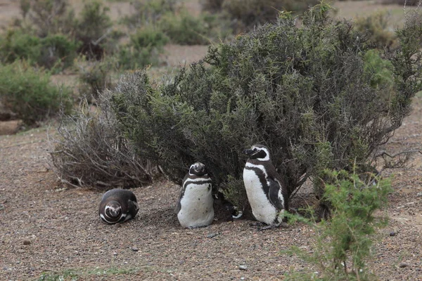 Magellan Pinguïns Van Punta Tombo Argentinië — Stockfoto