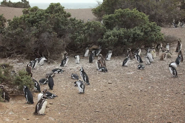 Magellan Pinguïns Van Punta Tombo Argentinië — Stockfoto