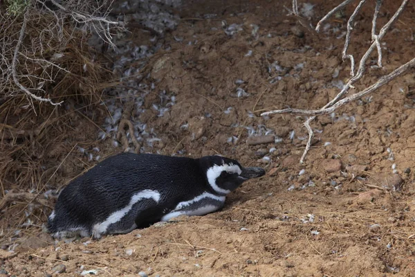 Penguin Magellan Dari Punta Tombo Argentina — Stok Foto